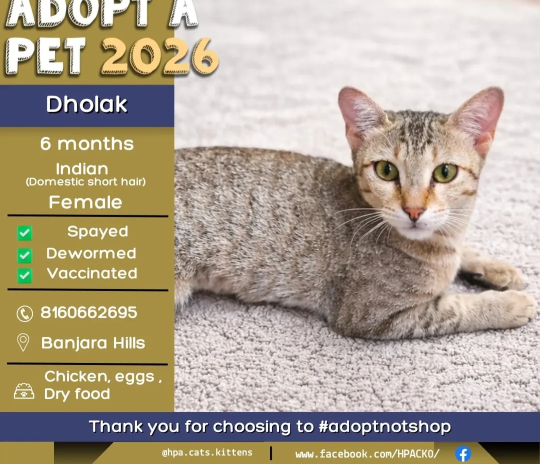 🐾 Adoption Alert – Meet Dholak! 🐾