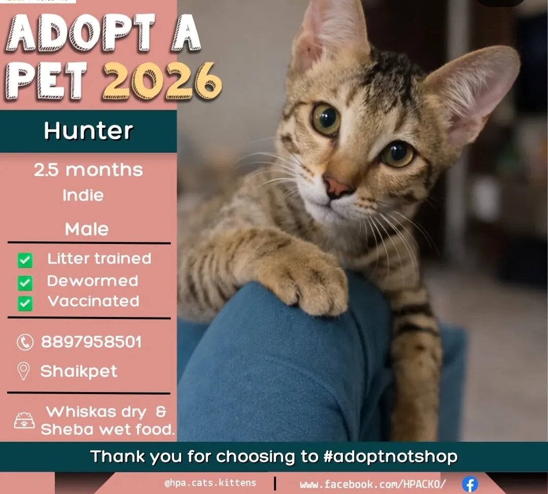 🐾 Adoption Alert: Meet Hunter! 🐾