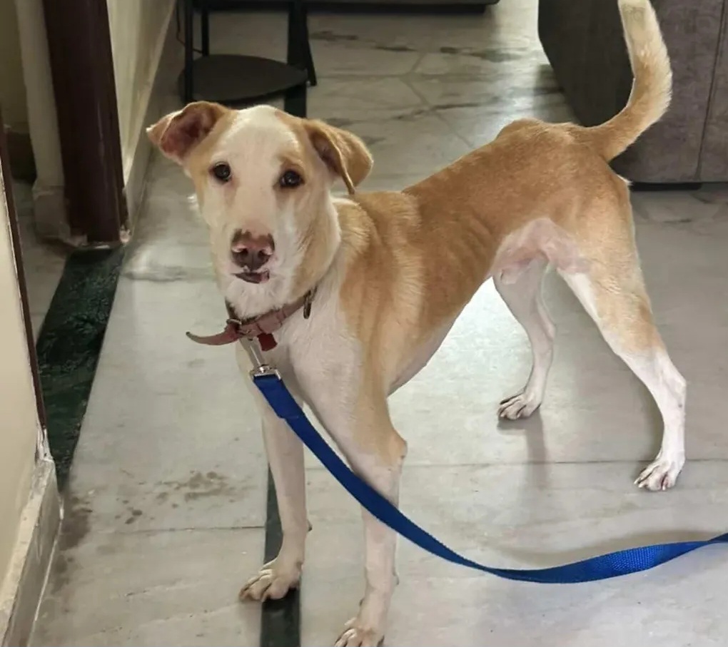 🐾 Adoption Alert – Snoopy Needs a Loving Home! 🐾