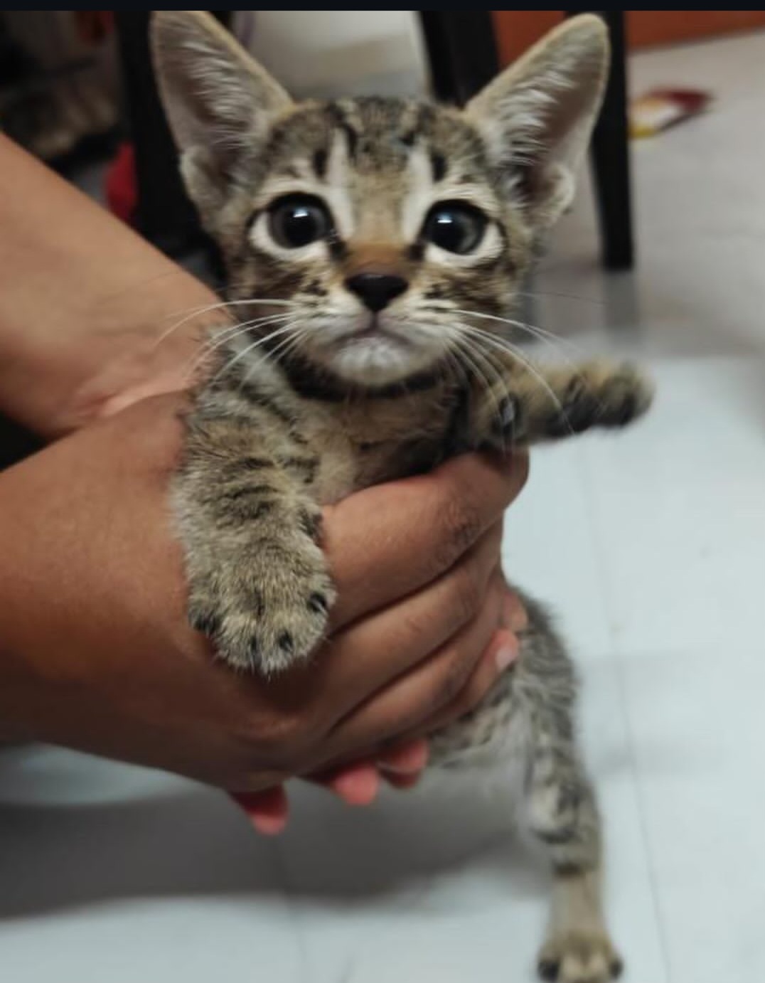 ADOPTION ALERT!