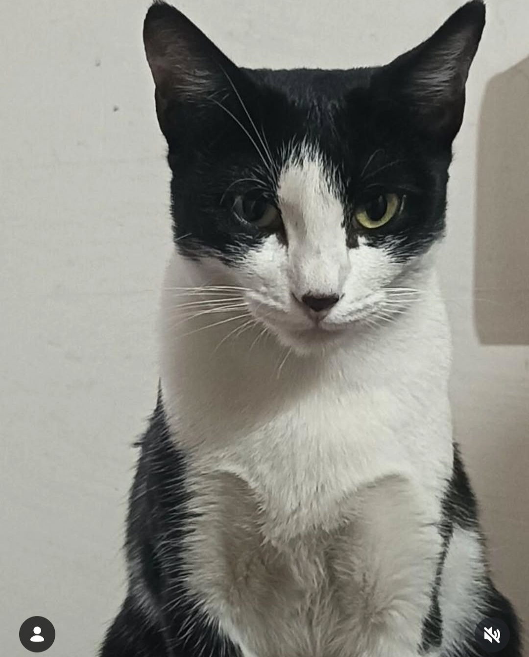 ADOPTION ALERT