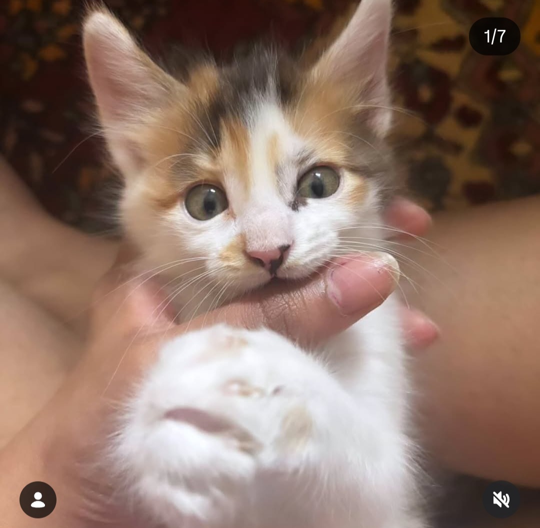 ADOPTION ALERT