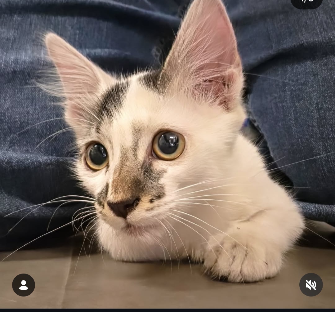 ADOPTION ALERT