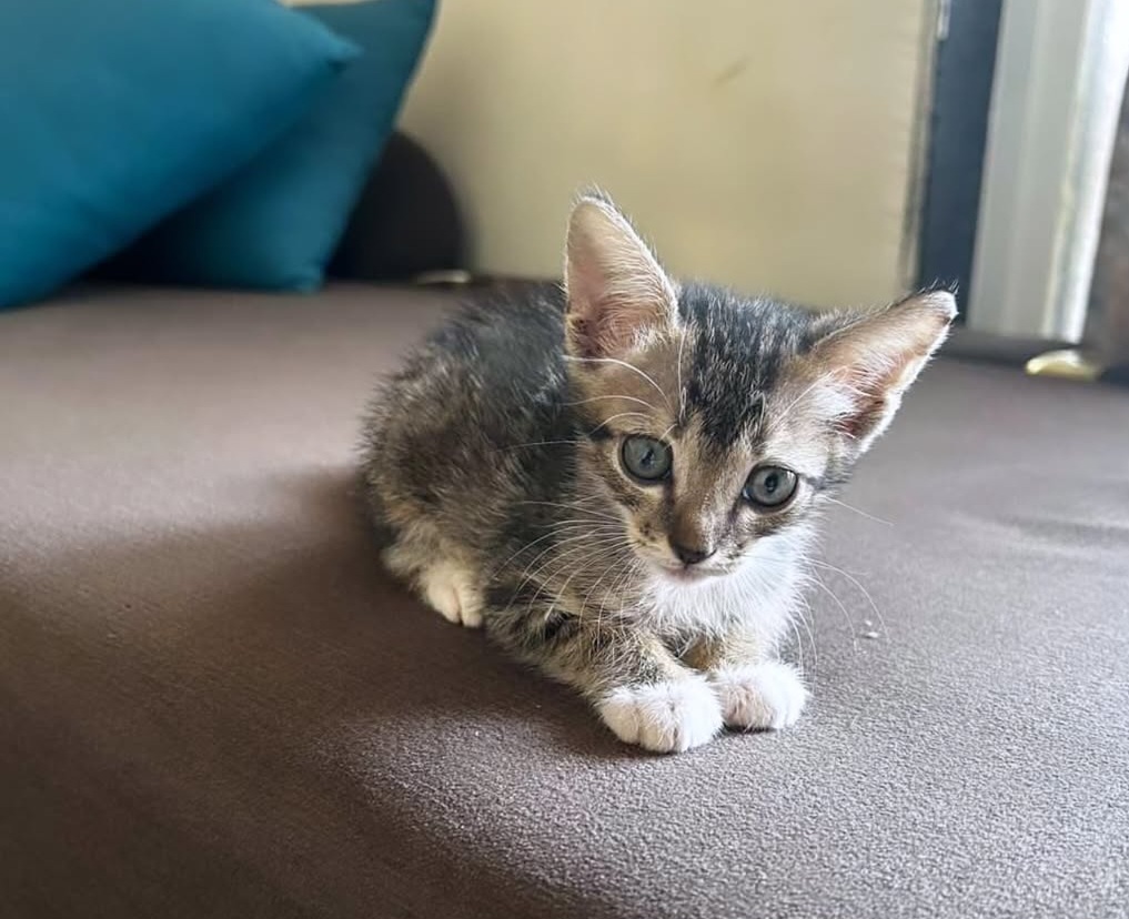ADOPTION ALERT!!