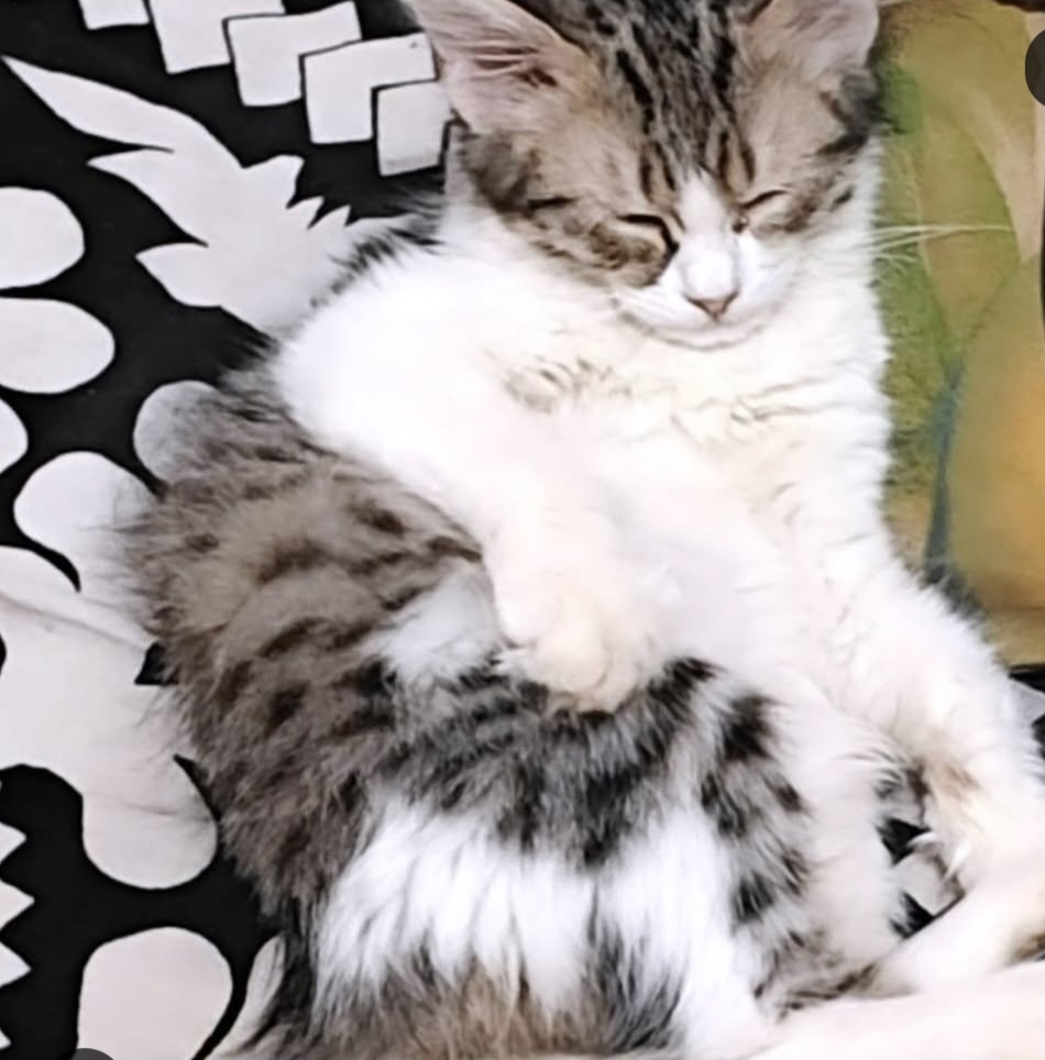 ADOPTION ALERT
