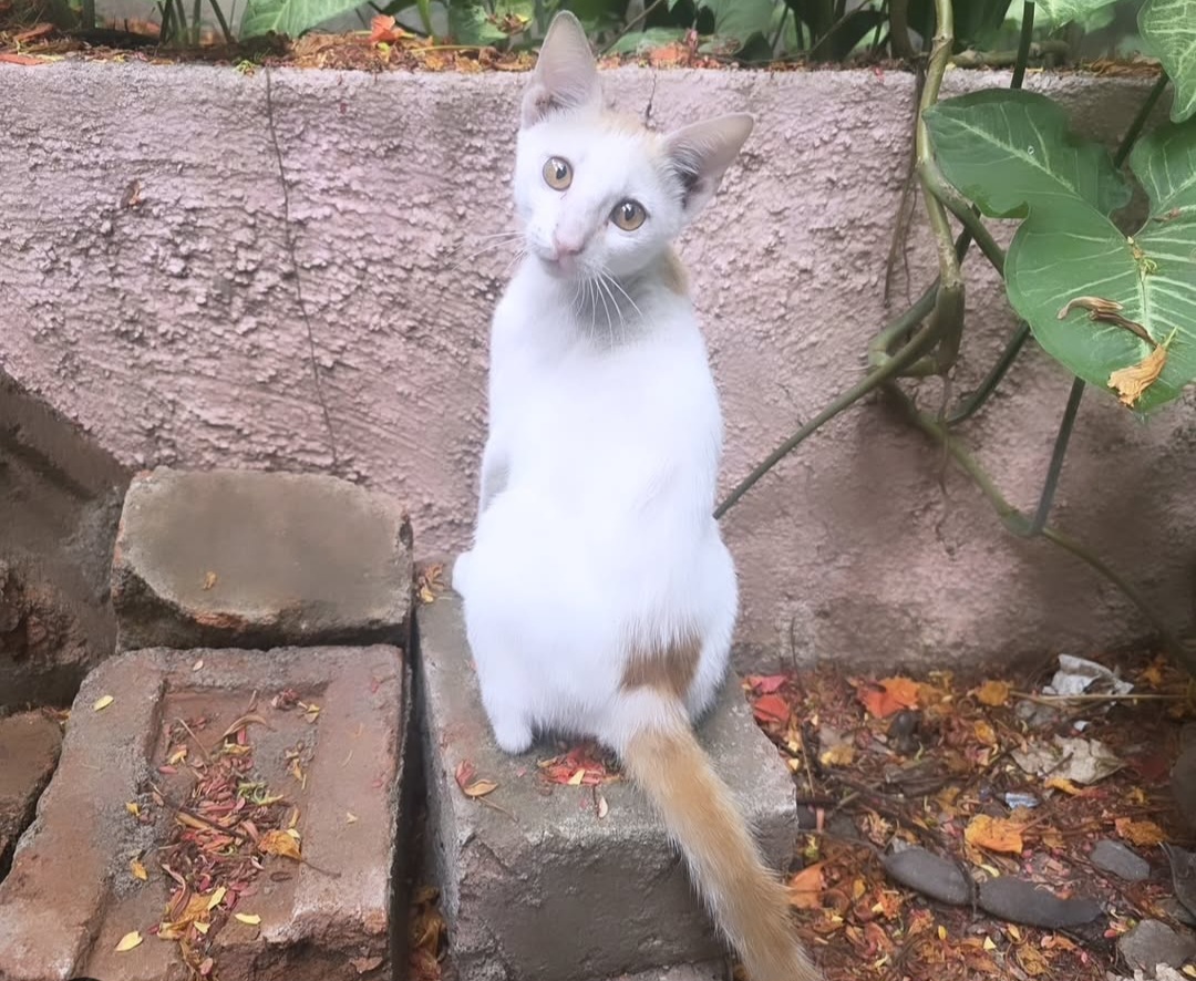 ADOPTION ALERT