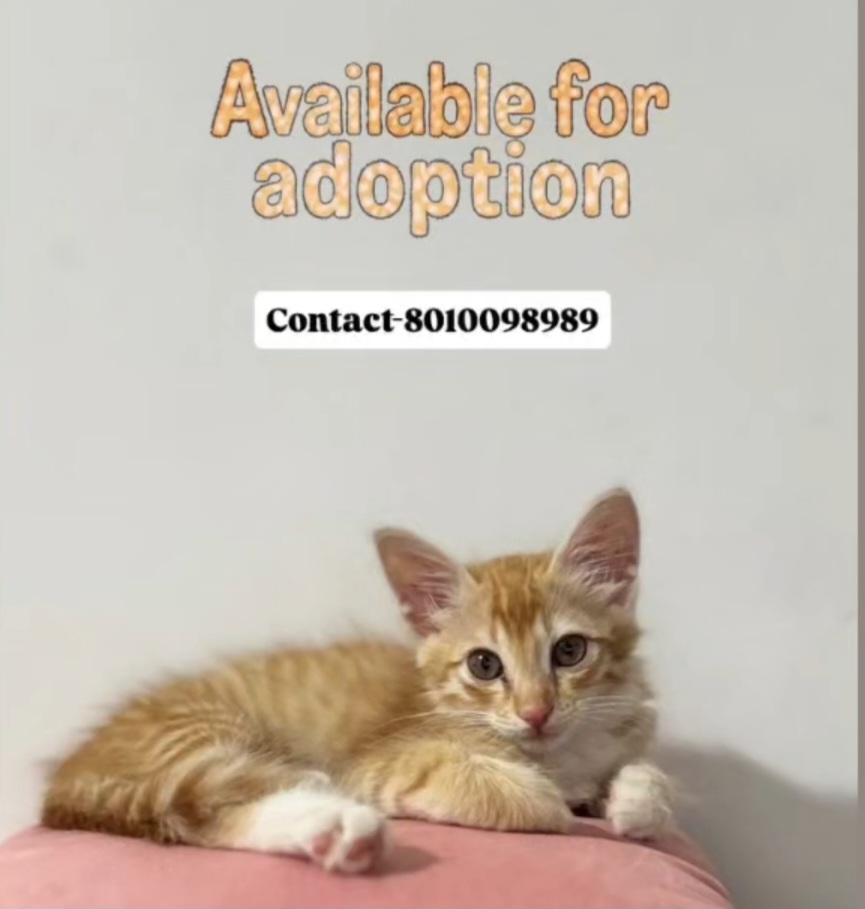 Adoption Alert
