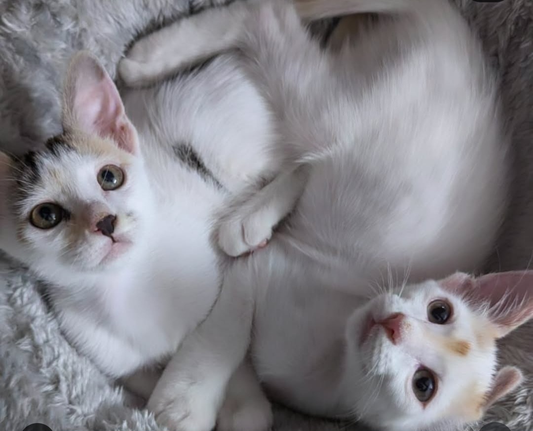 ADOPTION ALERT
