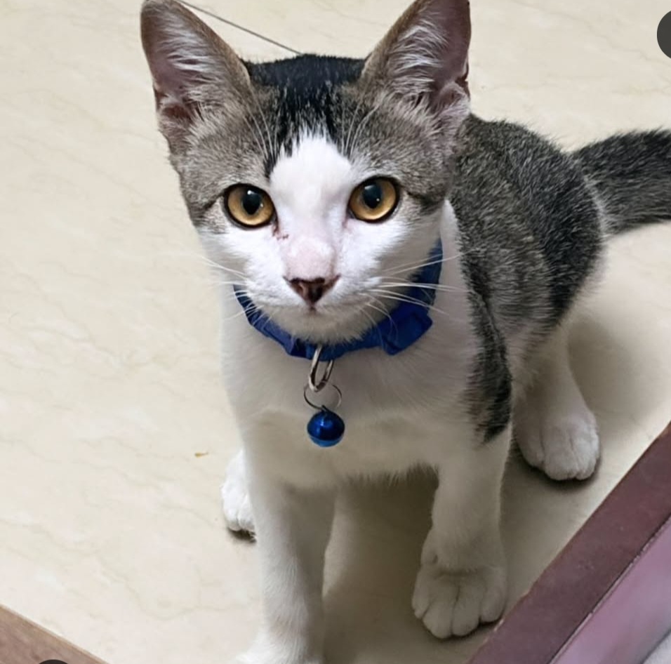 ADOPTION ALERT