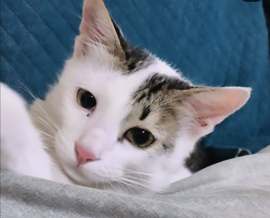 ADOPTION ALERT