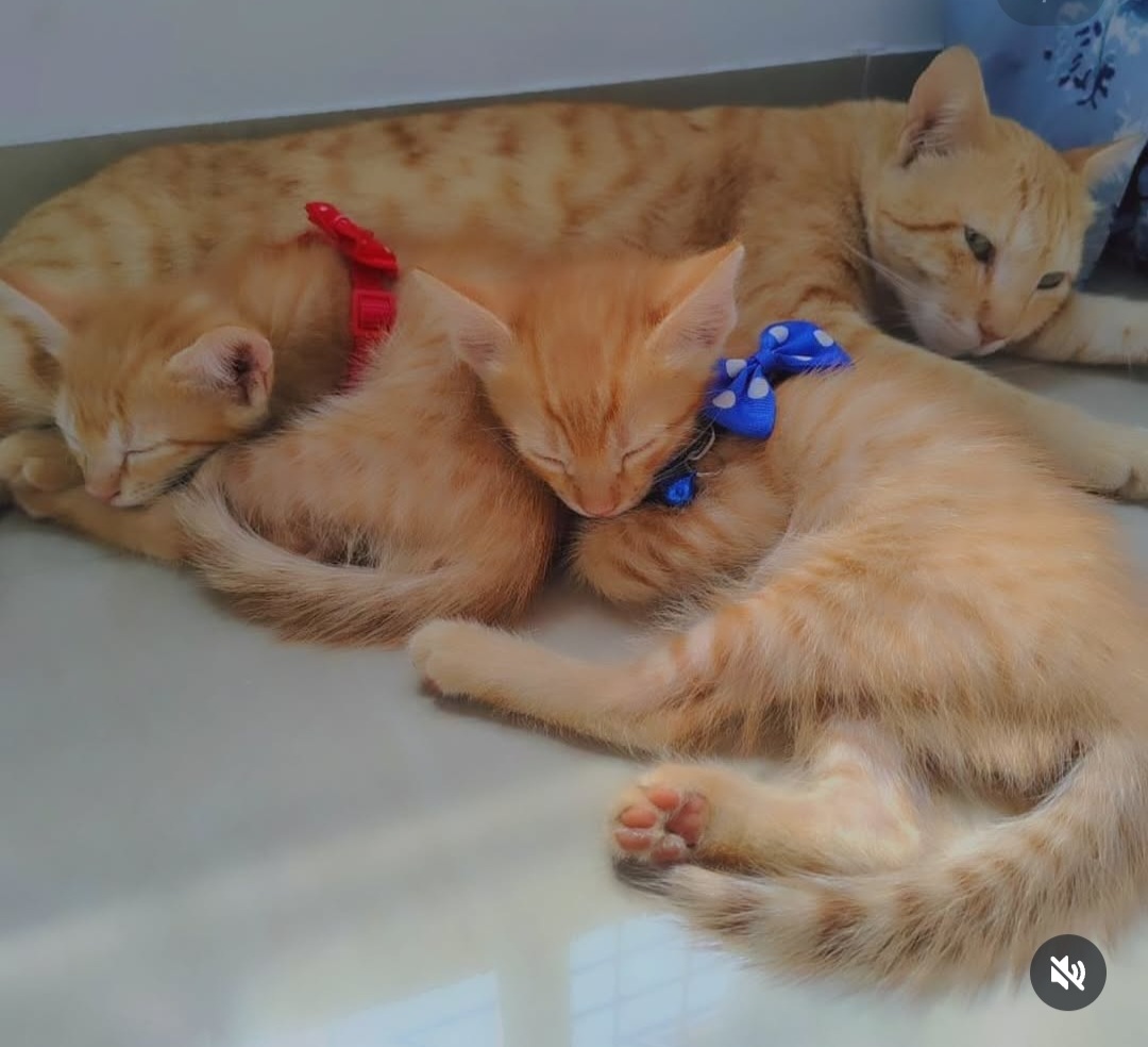 ADOPTION ALERT
