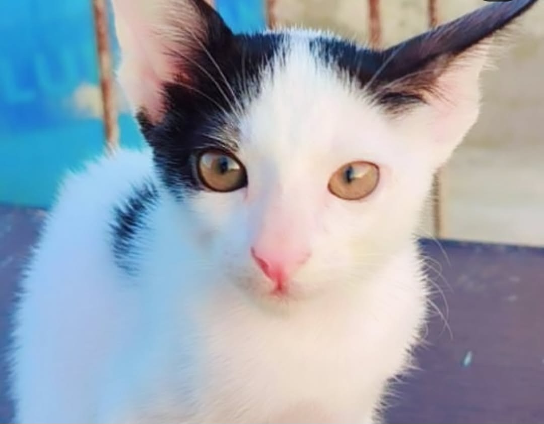 ADOPTION ALERT