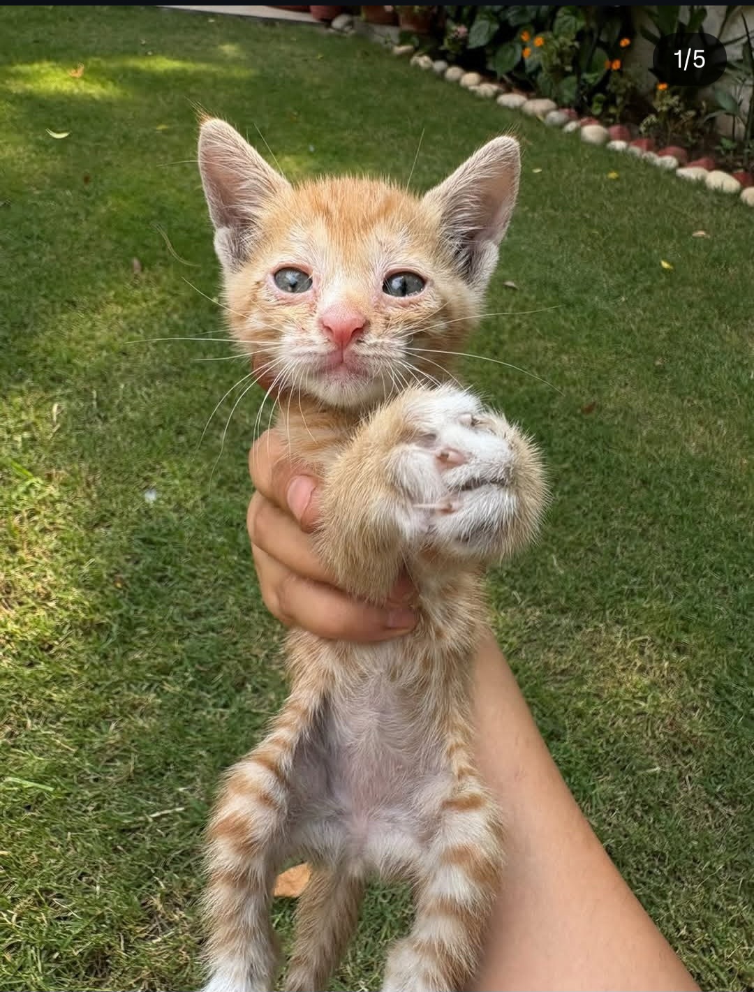 Adoption Alert