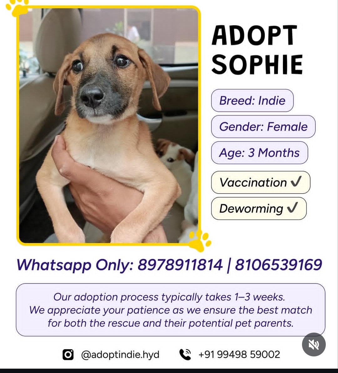 ADOPTION ALERT