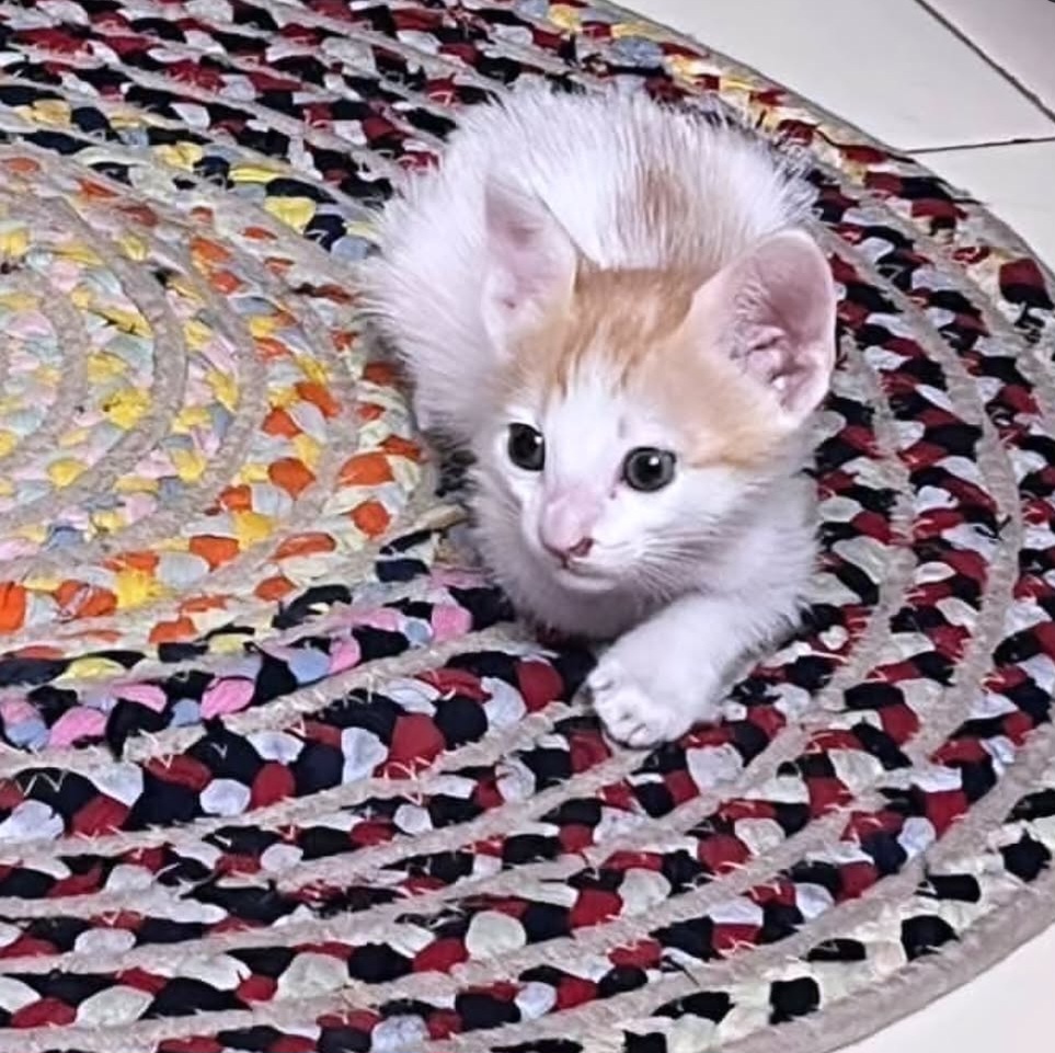 ADOPTION ALERT