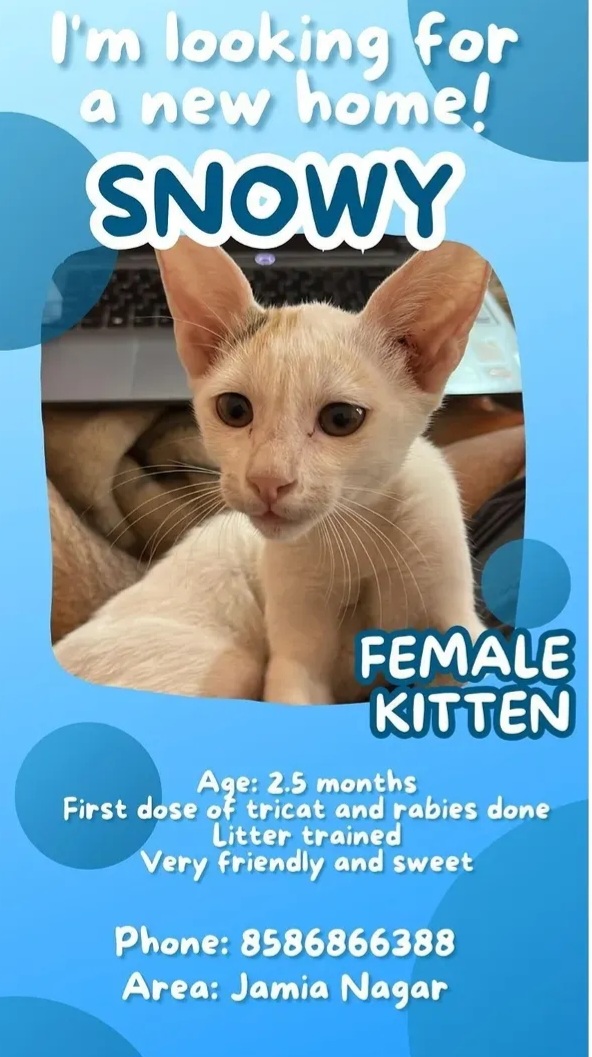 ADOPTION ALERT