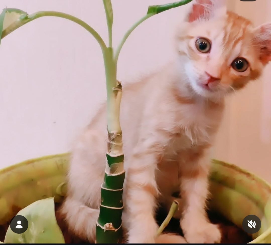 ADOPTION ALERT