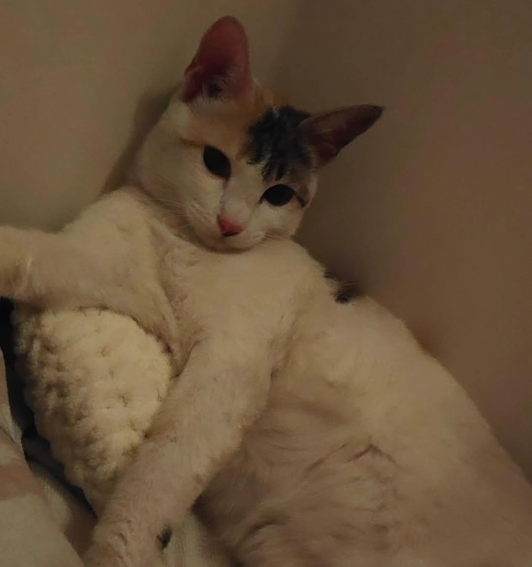 ADOPTION ALERT