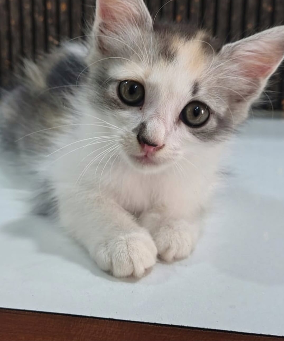 ADOPTION ALERT