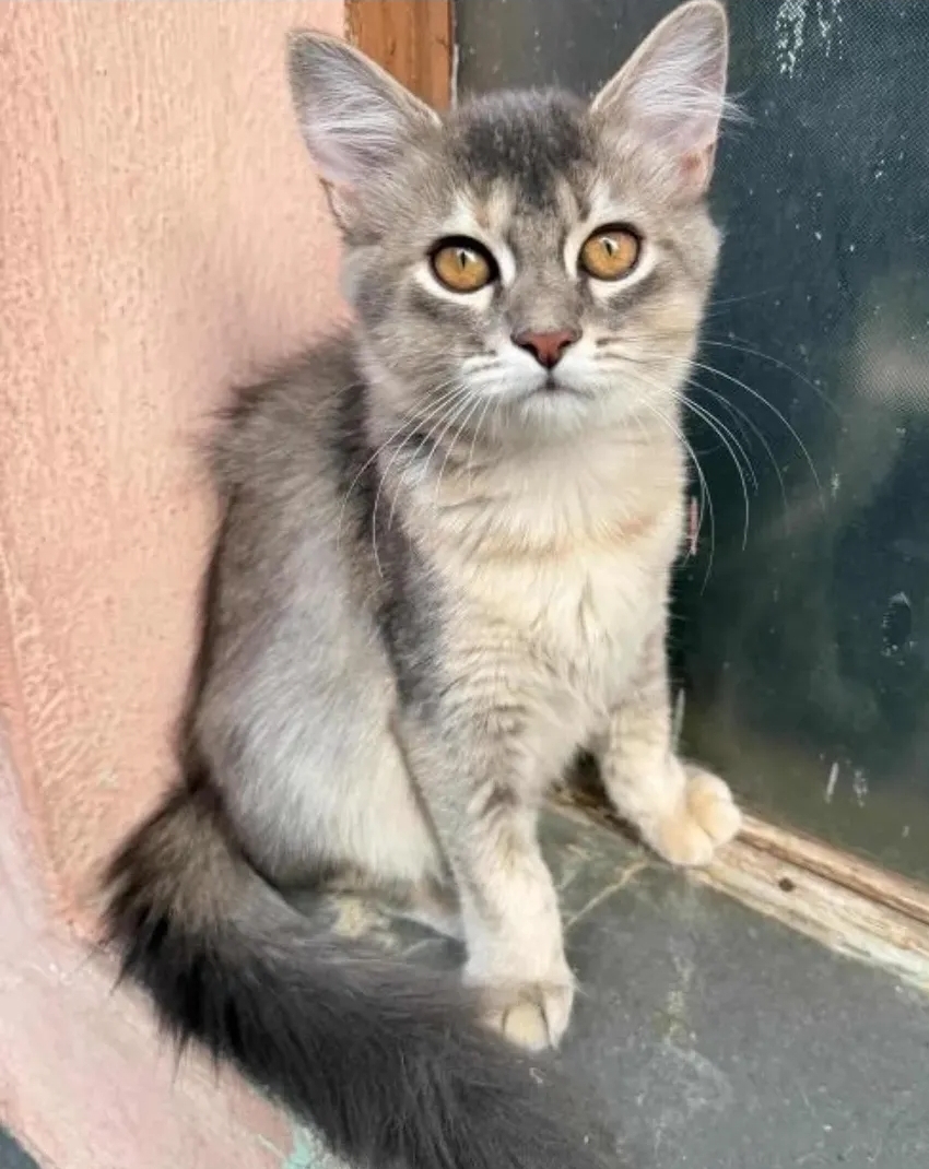 🐾 Adoption Appeal – 3 Adorable Kittens 🐾