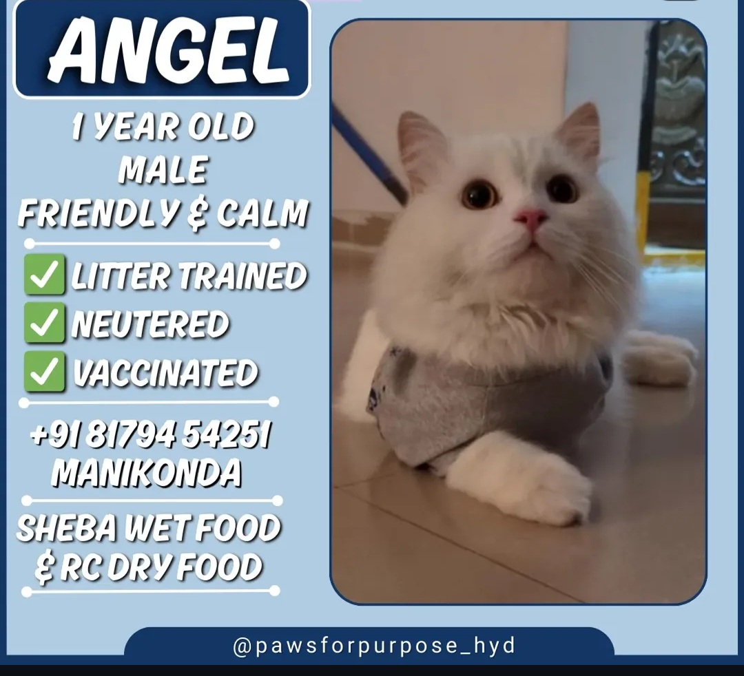 🐾 Adoption Appeal – ANGEL 🐾