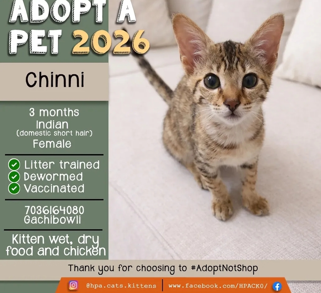 🐾 Adoption Appeal – Cute Kitten Looking for a Loving Home! 🐾