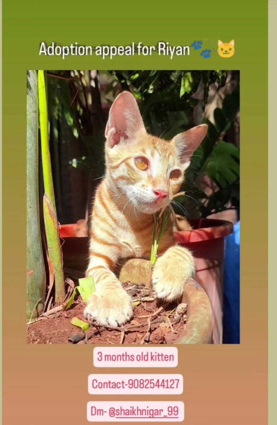 ADOPTION APPEAL FOR RIYAN