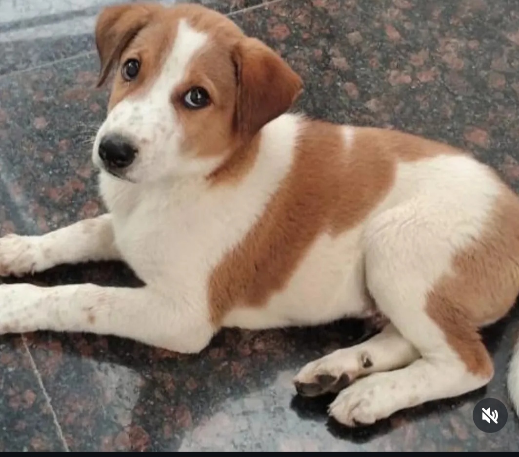 🐶 Adoption Appeal – Give Cosmo a Loving Home! ❤️