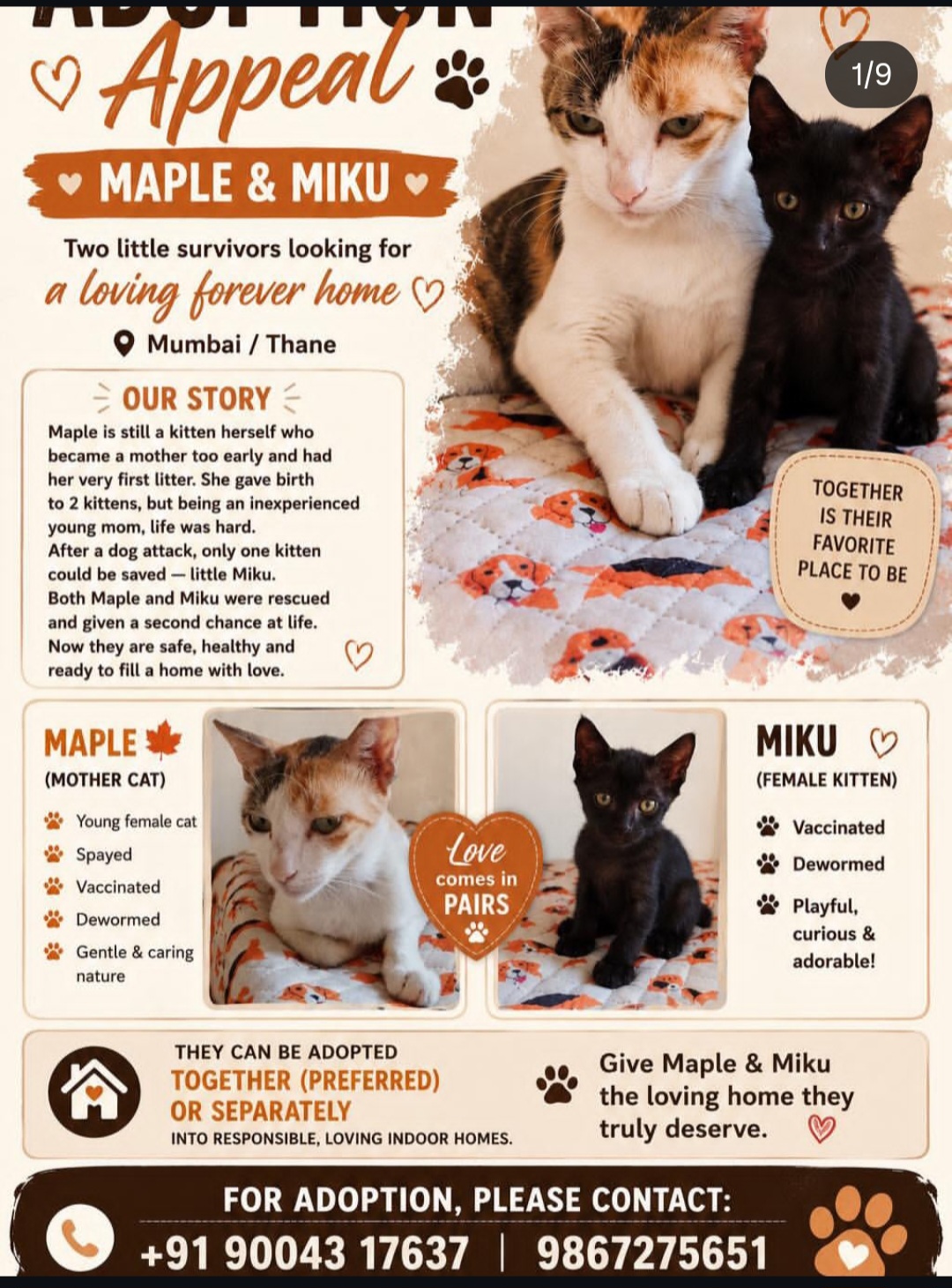 ADOPTION APPEAL – MAPLE & MIKU