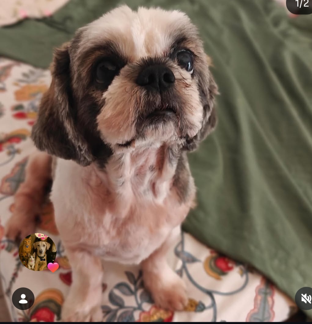 ADOPTION APPEAL – Meet Bella