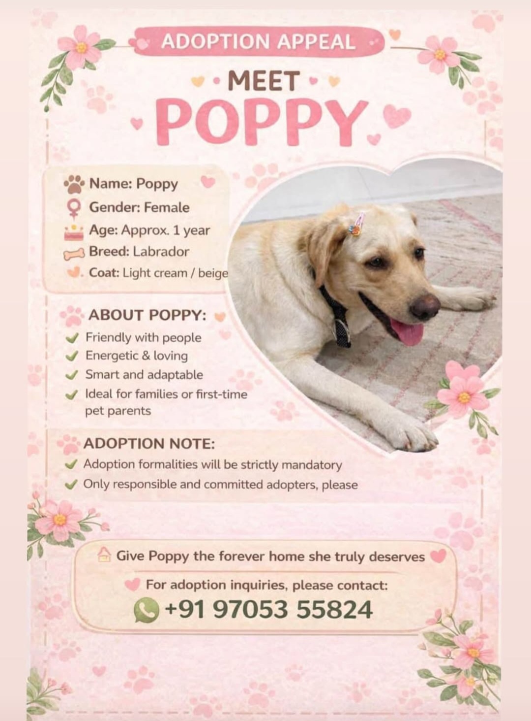 🐾 ADOPTION APPEAL – Meet Poppy 🐾