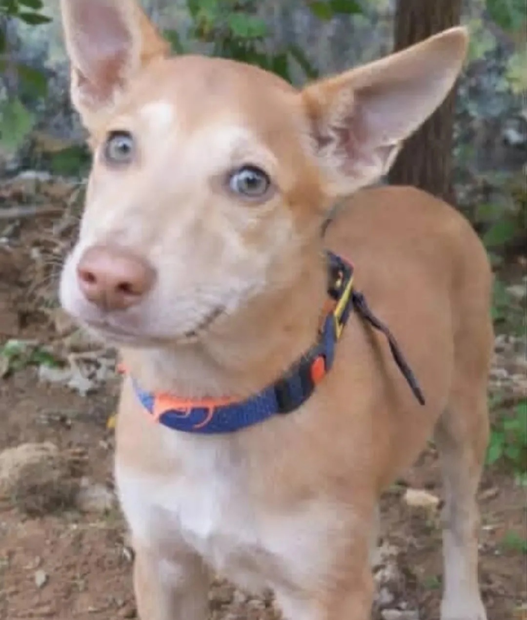 🐾 Adoption Appeal – Meet Tara! 🐾