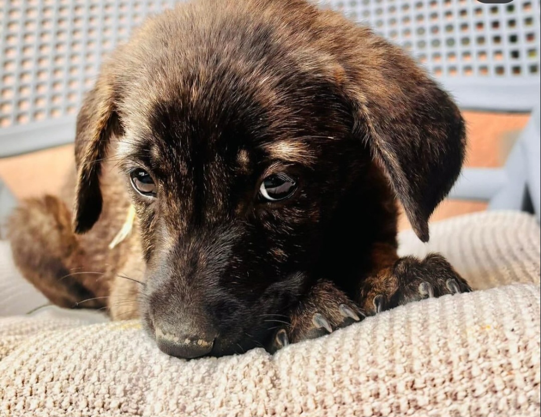 Adoption Appeal – Mocha