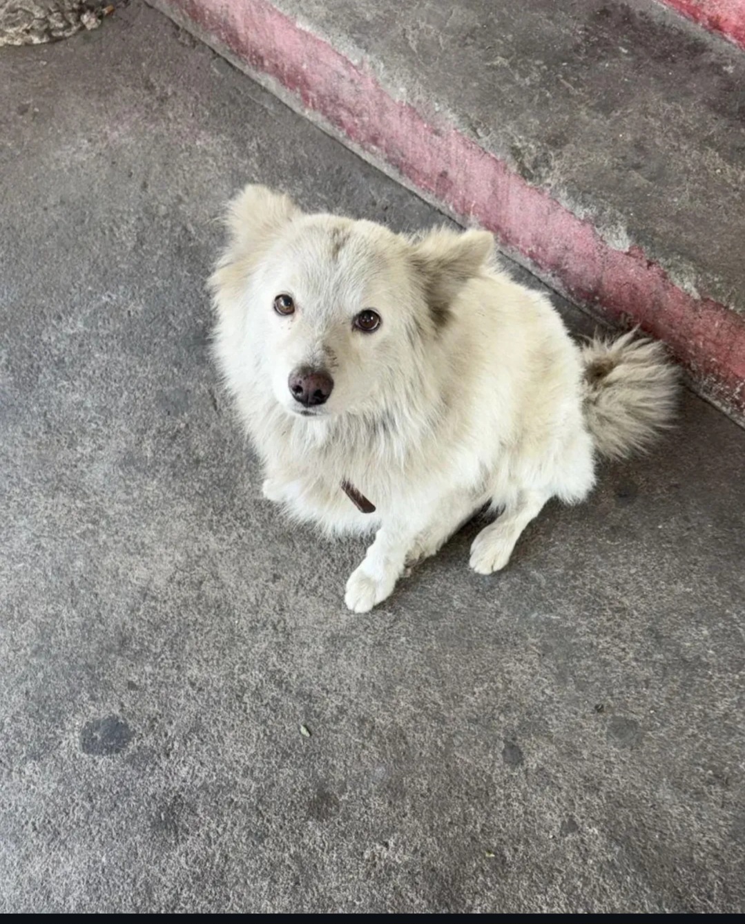 🐶 Adoption Appeal – Pomeranian Puppy 🐾