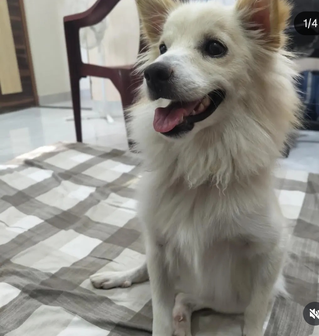 Adoption Appeal