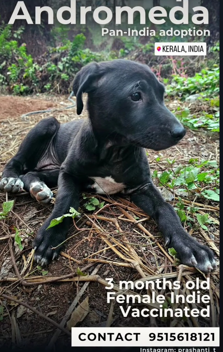 Adoption Appeal