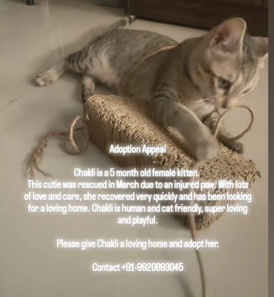 Adoption Appeal