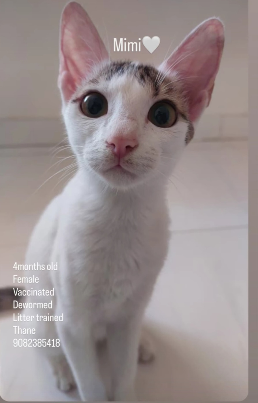 Adoption Appeal