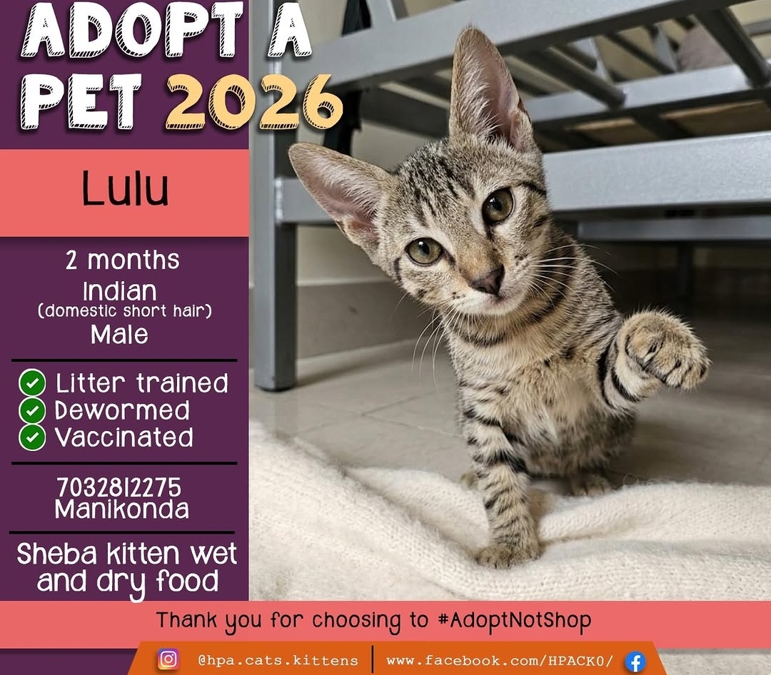 🐱 Adoption Post – Lulu 🐱