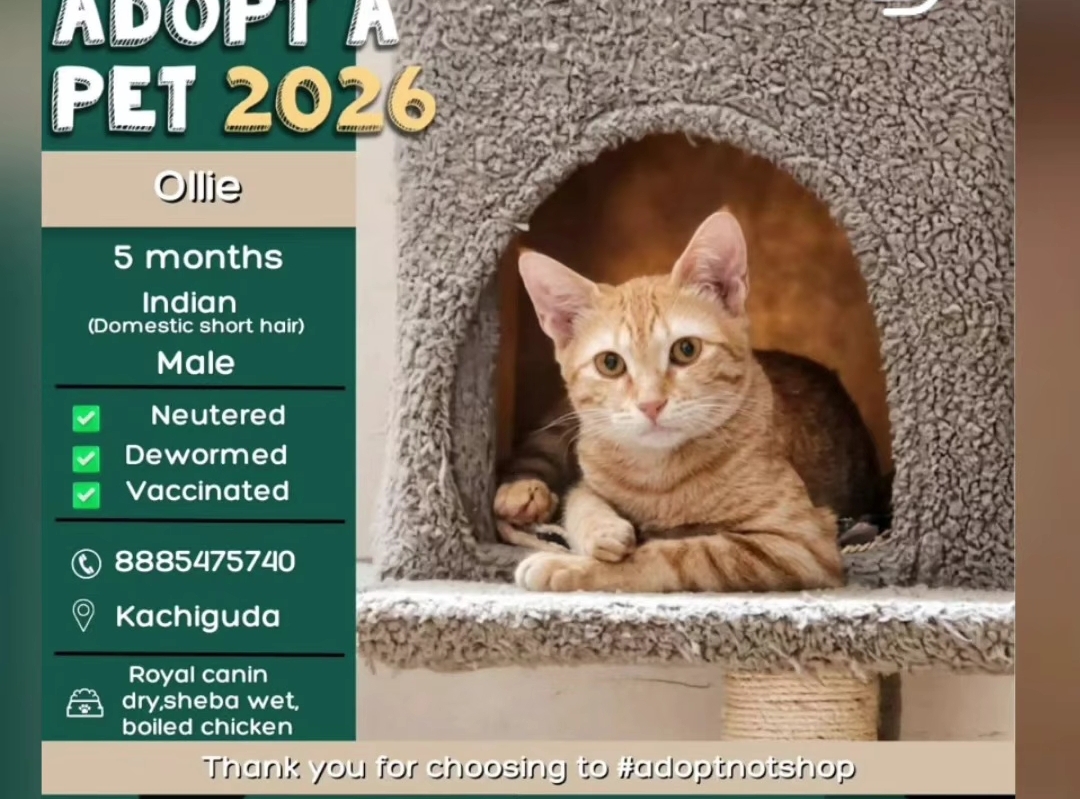 🐱 Adoption Post – Male Cat (5 Months)