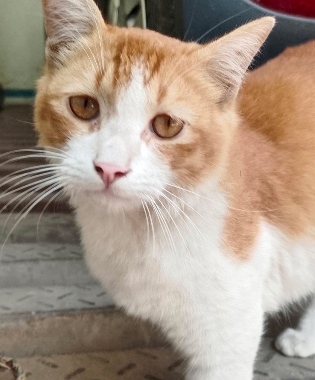 ADOPTION POST – PUMPKIN