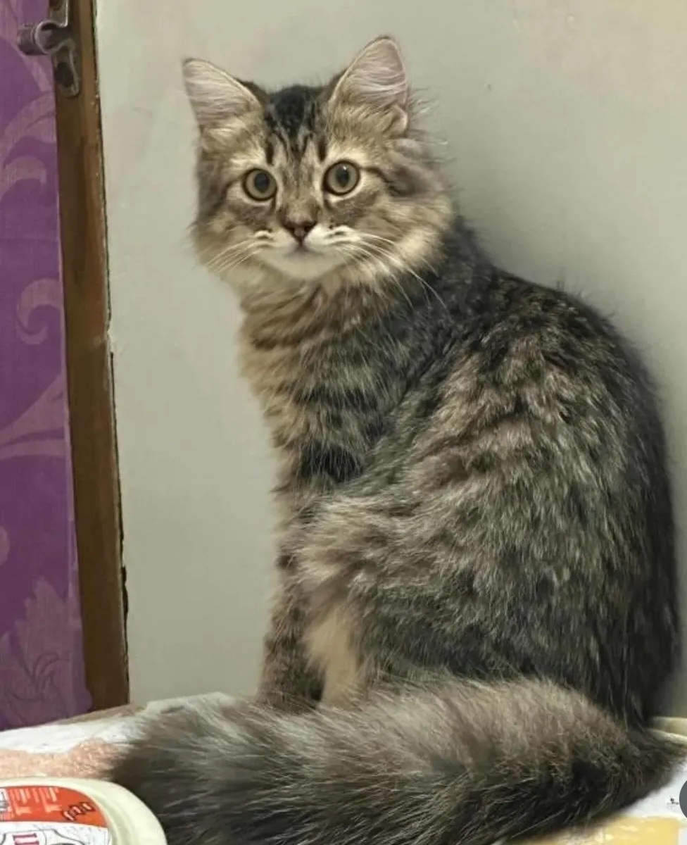 Adoption Post