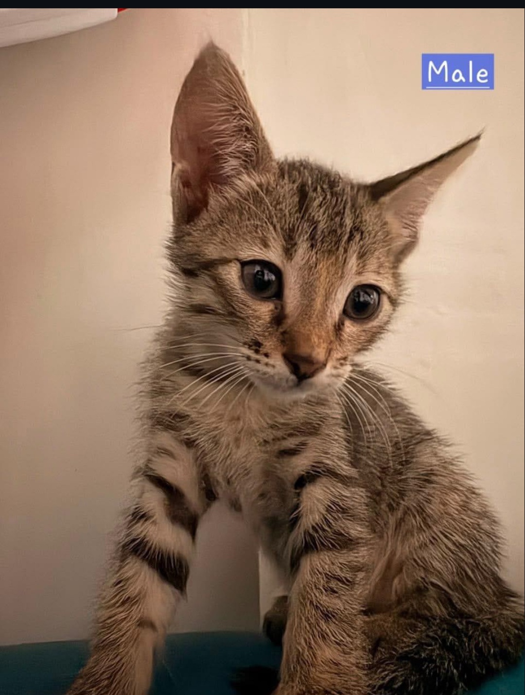 Adoption Post