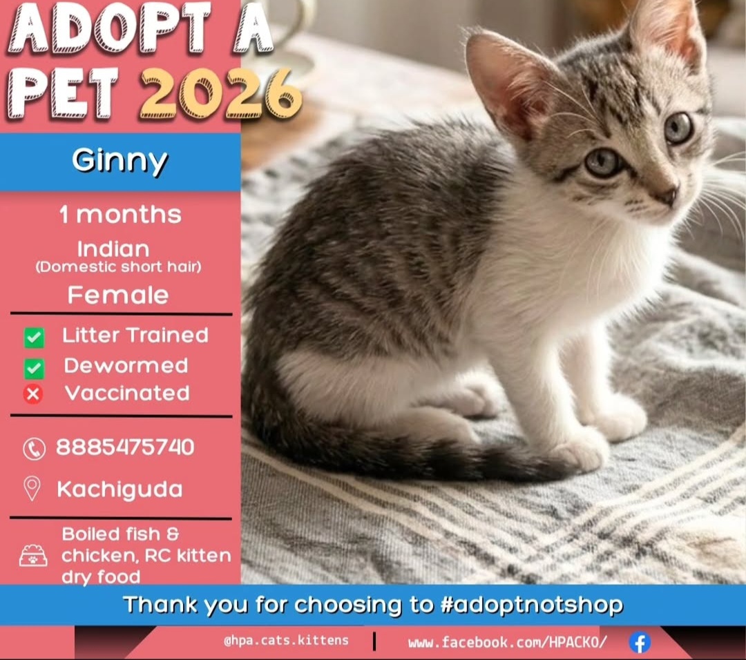 Adorable 1-Month-Old Female Kitten for Adoption