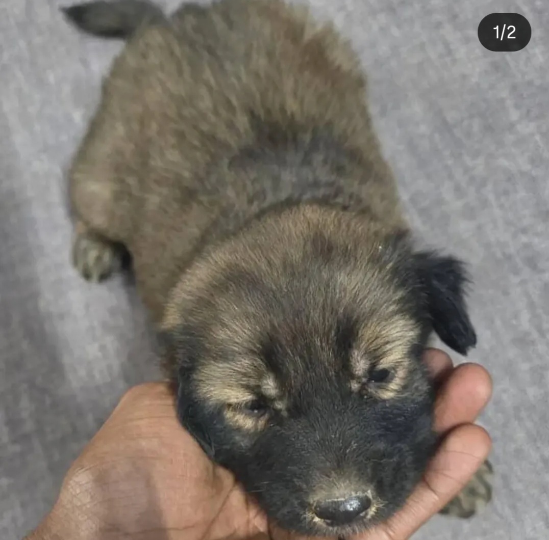 🐾 Adorable Indie Puppies for Adoption 🐾