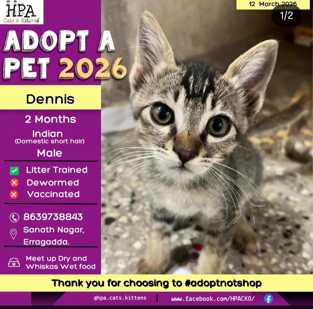 🐾 Adorable Kitten for Adoption – Meet Dennis! 🐾