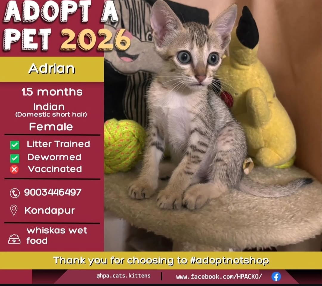 Adrian is looking for a loving home.