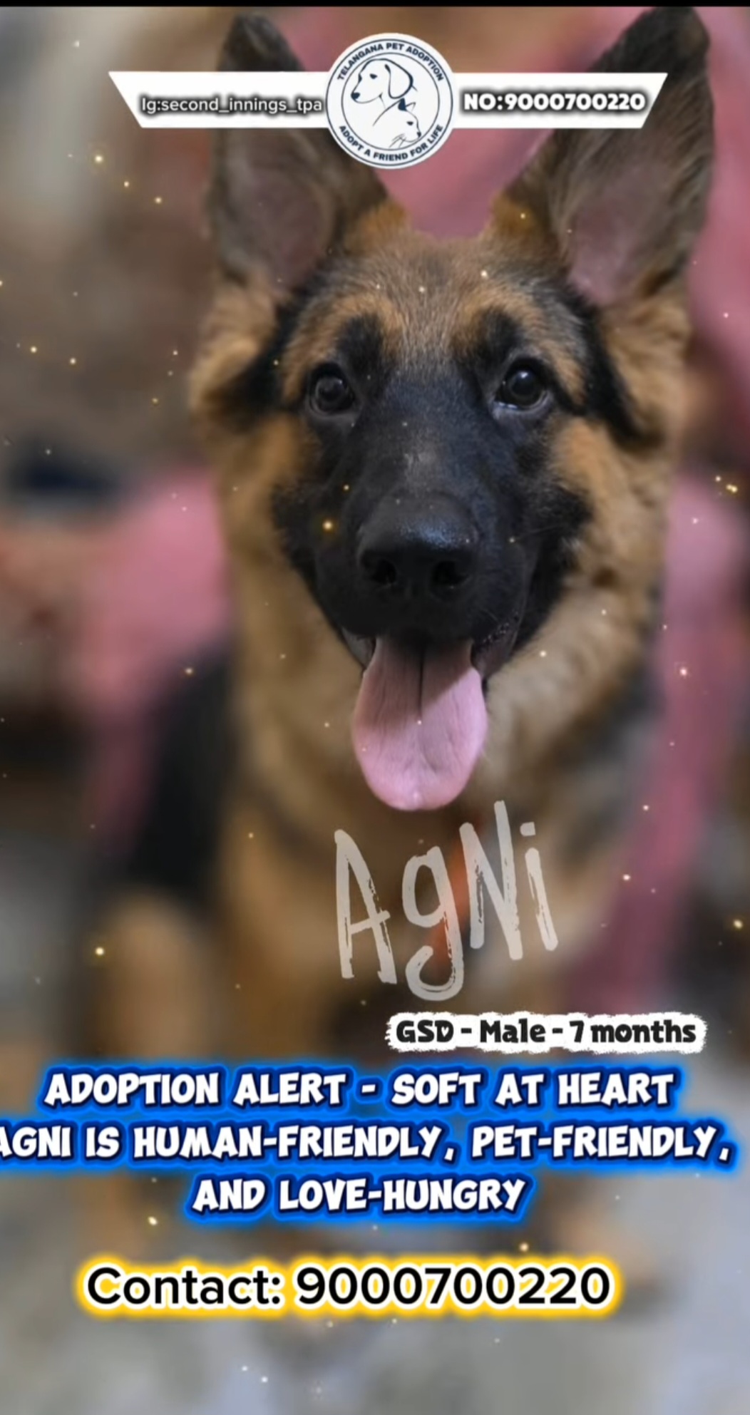 🐶 Agni – 7 Months GSD (Male)