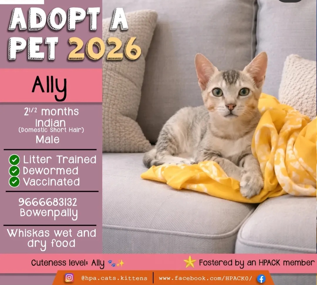 🐾 Ally – 2.5 Months (Male)