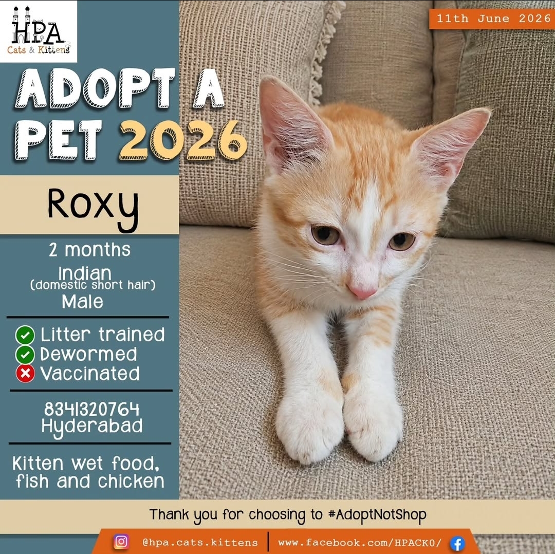 Available for Adoption